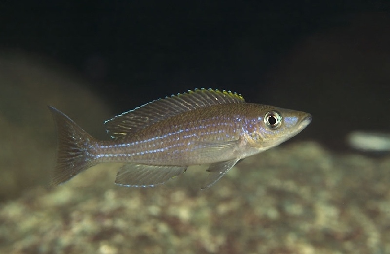 Paracyprichromis brieni 'Kalugunga'